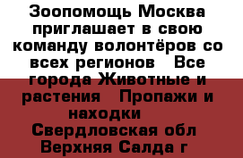 Зоопомощь.Москва приглашает в свою команду волонтёров со всех регионов - Все города Животные и растения » Пропажи и находки   . Свердловская обл.,Верхняя Салда г.